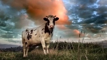 El ganado bovino es el causante del 80% del metano antropogénico.