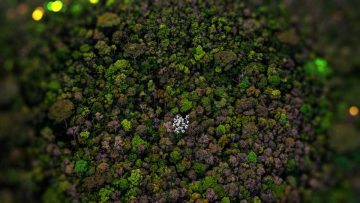Primaveras argentinas: los bosques son los pulmones de la Tierra.
