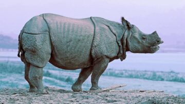 Unicornios argentinos: rinoceronte indio (Rhinoceros unicornis), antecedente remoto de la leyenda en la Grecia antigua.